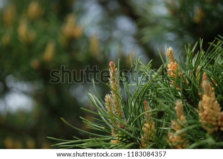 the photo of pine and young pinecones