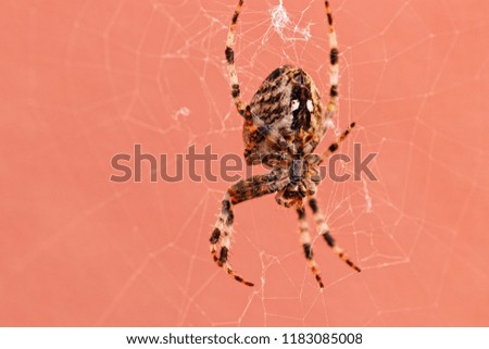garden spider in her net