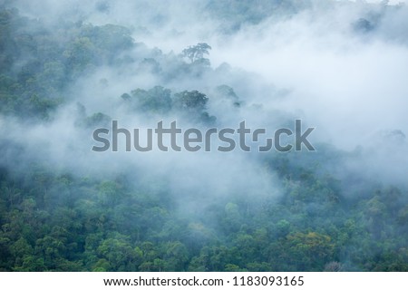 Birds eye view,Misty treetops,clound sky