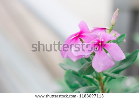 Colorful flowers Ready to make a background image.