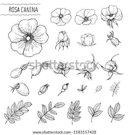 Vector set of rose hips: flowers, buds, fruits, leaves. Medicinal plant. Black and white sketch of rose hips for making labels, perfume and cosmetic products, children's coloring books. Royalty-Free Stock Photo #1183157428