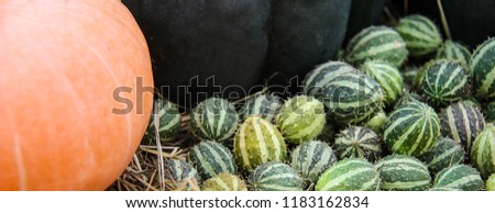 Ripe pumpkins, yellow, green striped and small orange autumn squash patissons with cherry tomatoes, dry grass against the background of a wooden table and jute fabric. Front view. Web banner