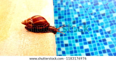 The Snail  would like look pool background, snail slow walk go to swimming pool. 