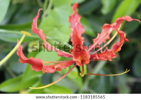 Gloriosa superba Blooming in wild.Also known as flame lily and climbing lily. It is an anthelmintic. It has been used as a laxative and an alexiteric. The sap is used to treat acne and head lice.