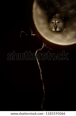 Halloween night background with moon, cat, owl