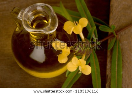 Hop Headed Barleria, Hop Head, Porcupine flower, Philippine violet, flowers and herb have medicinal properties. (Oil extraction)