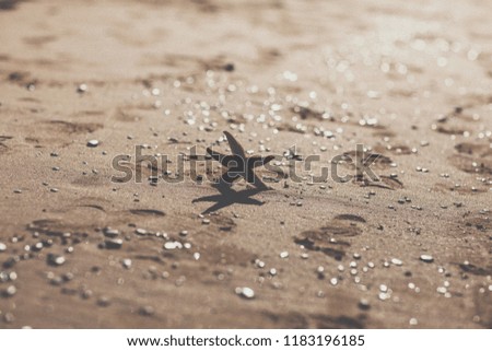 Starfish on the shore