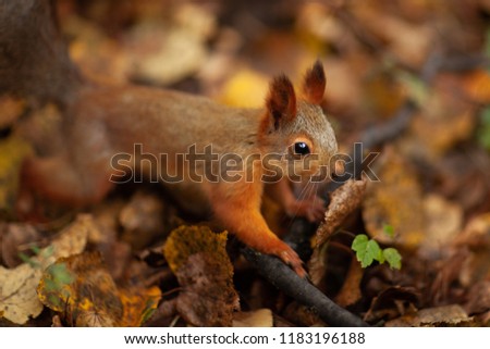 A squirrel in the forest. Autumn. A park. Moscow. Russia.