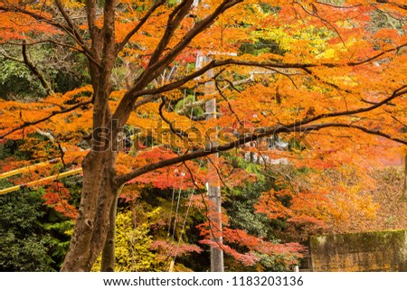 Maple leaves change color in Japan autumn in the big tree. Yellow maple tree leaves in autumn of Japan. Japanese autumn leaves.