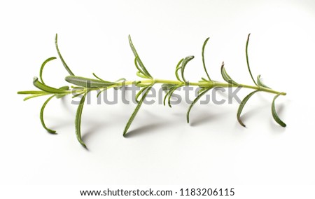 Sprig of rosemary with shadow, isolated on white background
