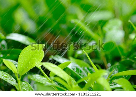 Beautiful closeup view of fresh green leaf growing in the garden on the blurred natural green color background with blank copy space for green energy, natural plant background, ecology concept.
