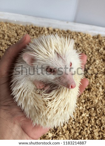White hedgehog on the hand