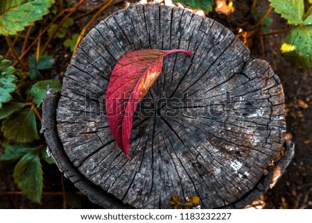 Autumn leaf on the stump of a felled tree. Autumn forest. September, October, November. Defoliation. Autumn card.
