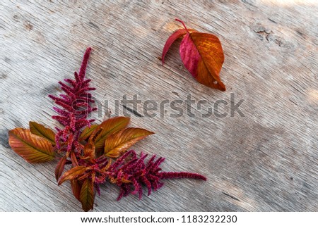 Autumn leaves and autumn maroon flowers on an old wooden background. Autumn background. Beautiful card. With space for lettering
