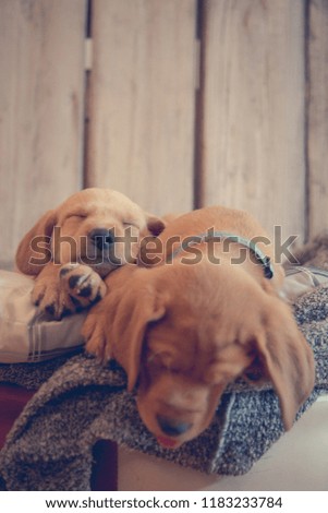 Two cute puppies sleeping /
Mixed breed young dogs laying down on pillow
