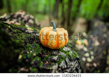 Pumpkin on the green and wooden background with copy space for Thanksgiving Day. Halloween baner. Space for text. Focus concept. Autumn