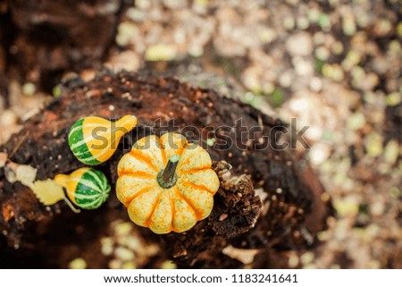 Thanksgiving Background with  top view orange decorarive pumpkins and leaves on wood. Thanksgiving Day autumn Card. Flat lay. Copy space.Focus concept