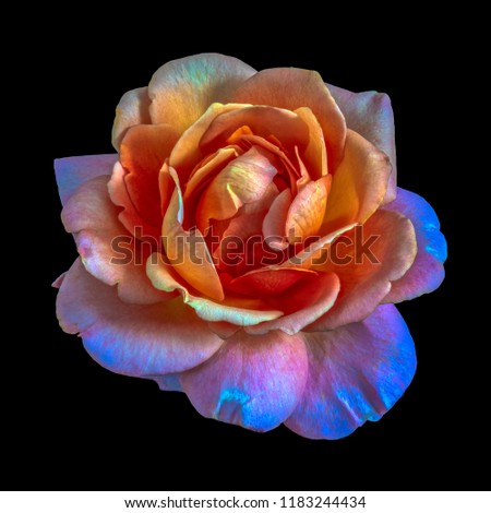 Colorful shimmering fine art still life floral macro portrait of a single isolated rainbow colored open rose blossom, black background,detailed texture,surrealistic vintage painting style 