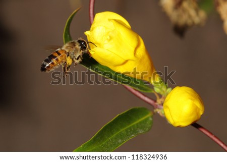 A honey bee collects nectar from a yellow potato vine