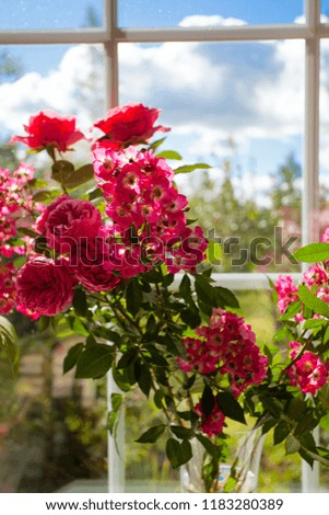 beautiful roses next to the window
