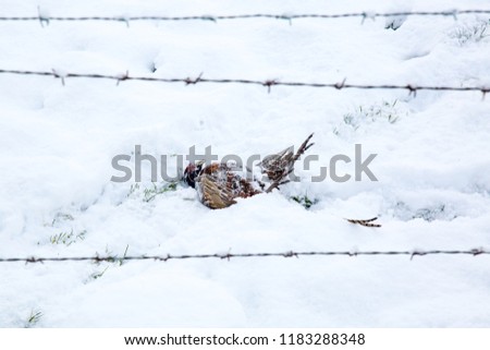 Dead pheasant in the snow