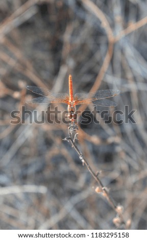 macro photography dragonfly with unfocused background nature