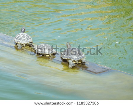 Turtles online in La