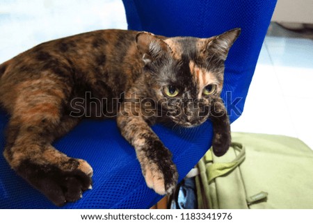 Tortoiseshell cat taking a rest