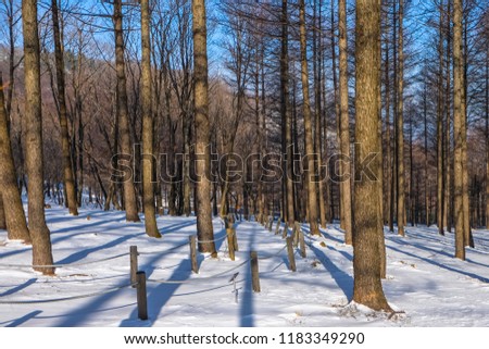 Pine tree with snow during winter season, South Korea.