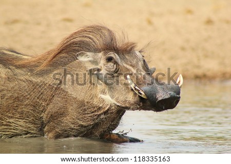 Warthog male taking a swim.  Photo taken during the hot Spring season on a game ranch in Namibia, Africa.
