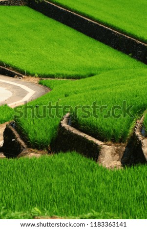 Beautiful Rice Terrace in Japan