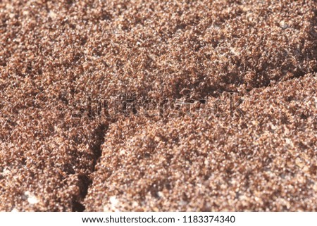 Thousands of ants making an anthill