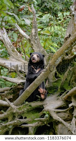 Sun bear (Helarctos malayanus) in Bornean Sun Bear Conservation Centre, Sepilok, Sandakan, SABAH, Borneo. Malaysia. Royalty-Free Stock Photo #1183376074
