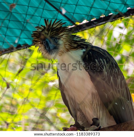 A female eagle looking. 
