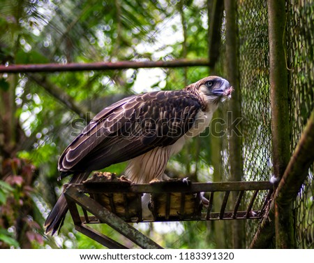 The Philippine Eagle is a giant forest raptor endemic.