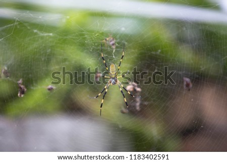 Multi-coloured Argiope Spider