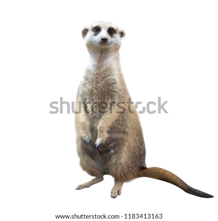 meerkat ( Suricata suricatta ) isolated on white background