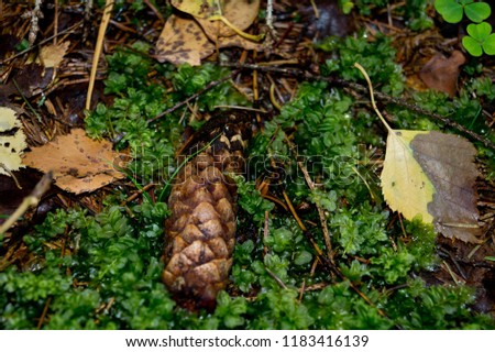 bumpkin lying on a moss in the forest