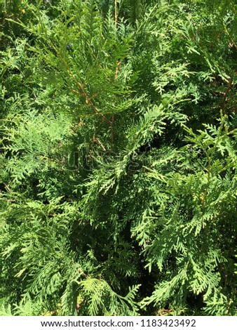 The green foliage of the thuja tree. Sunlight on the leaves of a coniferous tree. Green needles, background.