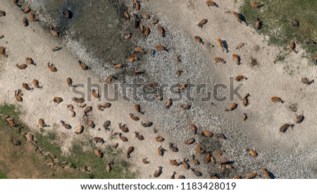 Aerial view of wild deer in a nature reserve park in The Netherlands. It is in the summer of 2018 during a long period of drought. The animals are resting at a dried up well.