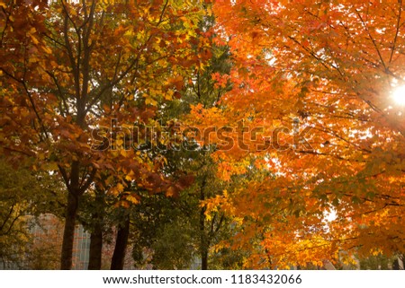 Orange Trees at Autumn