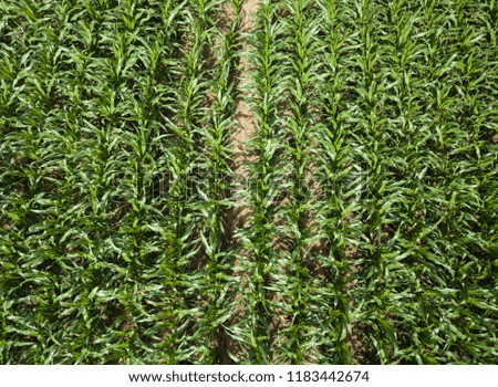 Aerial view looking down on rows of corn growing in a field