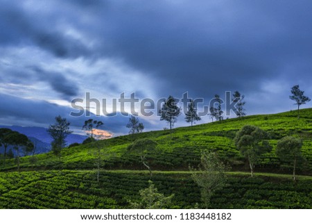 black clouds envelop the tea plantation hills at sunrise