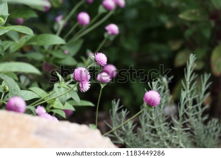 Globe amaranth or Gomphrena globosa flowers growing in a garden. Extreme shallow depth of field with selective focus on flower in the center of image.  