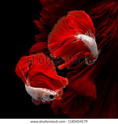 Red Dragon Halfmoon,Multi color Siamese fighting fish(Rosetail),Betta splendens,on black background with clipping path