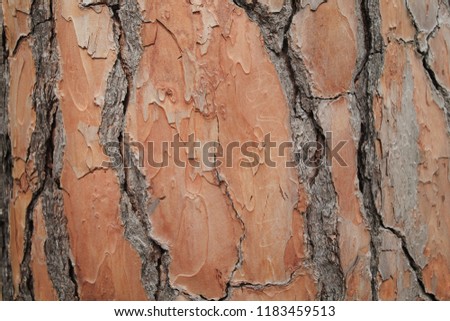 Lebanese cedar. Background of cedar tree bark. bark. abstract background oak cork