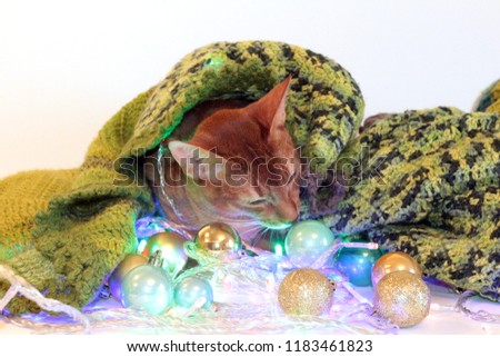  New Year's Abyssinian cat with balls and garland. perfect for advertising, cards, congratulations on a happy new year, christmas