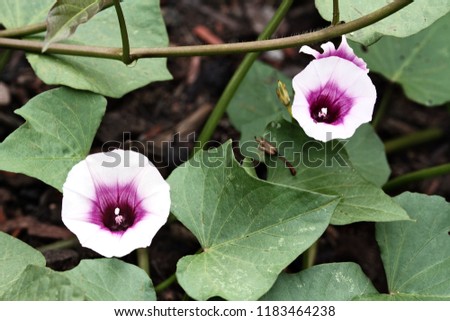 Sweet potato flowers blooming amidst the plants vines and leaves in an organic garden.  