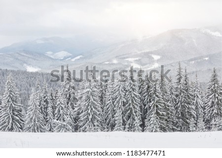 Scenic image of spruces tree. Frosty day, calm wintry scene. Location Carpathian, Ukraine Europe. Ski resort. Great picture of wild area. Explore the beauty of earth. Tourism concept. Happy New Year