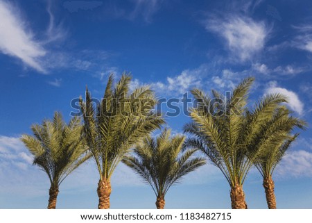 Green palms isolated on blue sky with white soft clouds background. Horizontal color photography.
